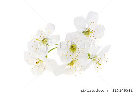 cherry flowers isolated on white background 115149511