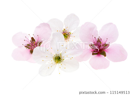 cherry flowers isolated 115149513
