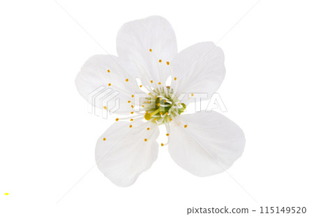 cherry flowers isolated 115149520