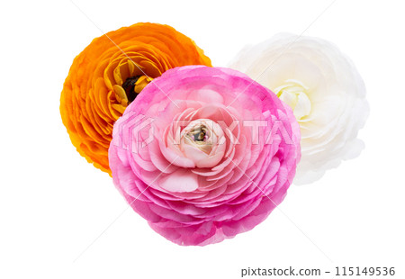 Ranunculus flower isolated 115149536