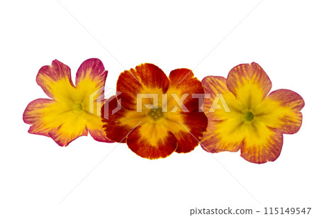 primrose yellow isolated primrose yellow isolated 115149547
