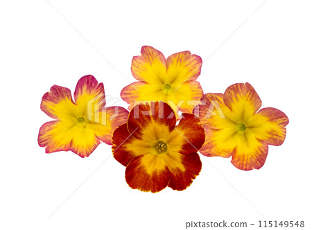 primrose yellow isolated primrose yellow isolated 115149548