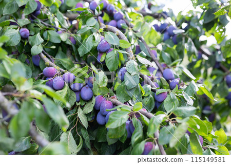 Ripe blue plums ripened on tree branches 115149581