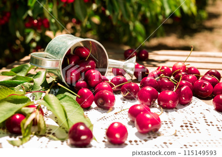 Still life of cherries in small tin can on table in garden Still life of cherries in small tin can on table in garden 115149593