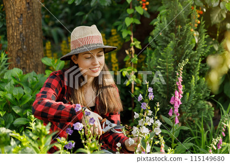 young woman gardener trimming flowers with secateurs in the garden young woman gardener trimming flowers with secateurs in the garden 115149680