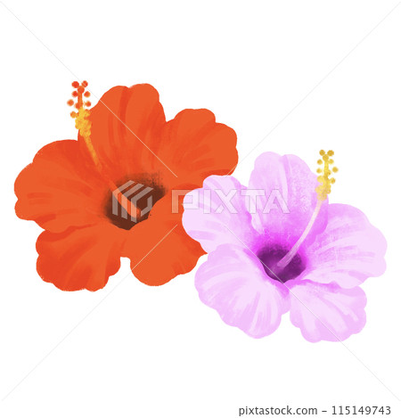 Hibiscus illustration in red and pink 115149743
