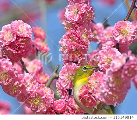 盛開的紅梅和白眼（春天的形象）（溫馨的形象） 115149814