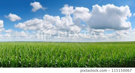 Agricultural corn field on sunny summer day. Generative AI 115150067