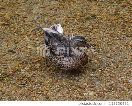 A duck swims in shallow water A duck swims in shallow water 115150451