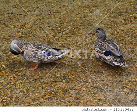 Two ducks clean their feathers in shallow water 115150452