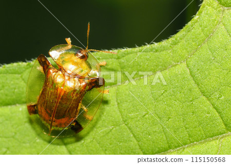 Jingasa beetle 115150568