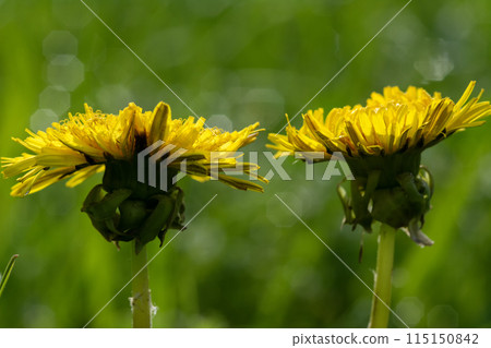 Closeup of yellow dandelions in a green field on a sunny day, showcasing natures beauty Closeup of yellow dandelions in a green field on a sunny day, showcasing natures beauty 115150842
