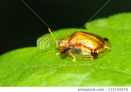 Jingasa beetle Jingasa beetle 115150878