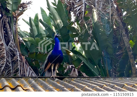 Colorful peacock in the park Colorful peacock in the park 115150915