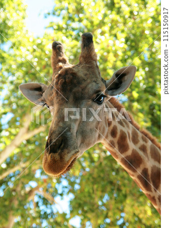 Portrait of a giraffe against the background of green leaves and blue sky, huge wild animal close up 115150917