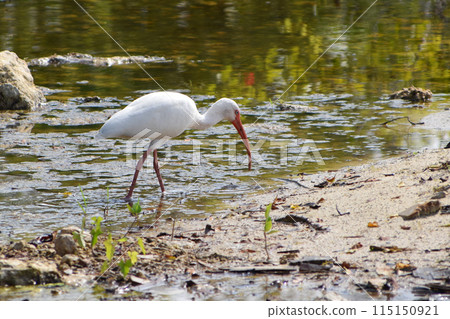 The National Park Everglades wildlife, rare birds in natural habitat, Miami, Florida, USA The National Park Everglades wildlife, rare birds in natural habitat, Miami, Florida, USA 115150921