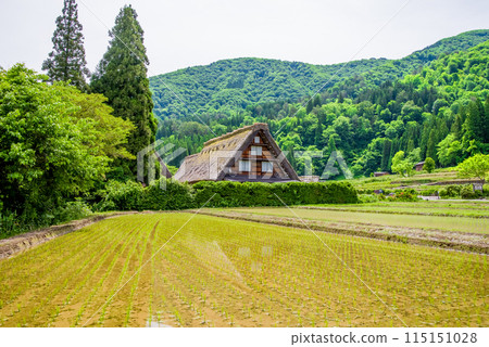 Shirakawa-go Gassho-style Village during rice planting season 115151028