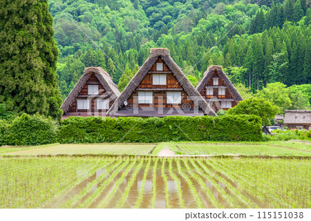 插秧季節的【白川鄉合掌造村/三胞胎】 115151038