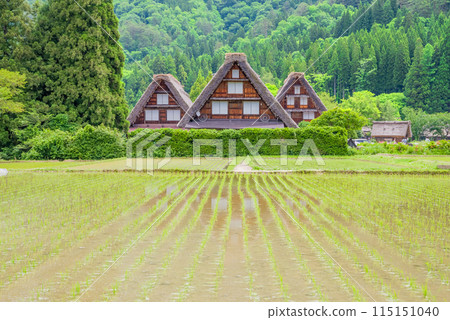 插秧季節的【白川鄉合掌造村/三胞胎】 115151040