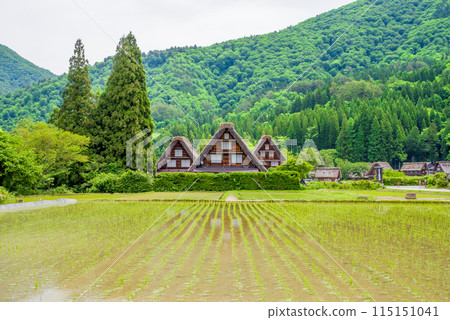 插秧季節的【白川鄉合掌造村/三胞胎】 115151041