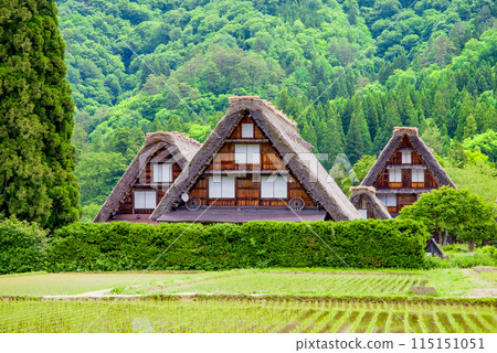 插秧季節的【白川鄉合掌造村/三胞胎】 115151051