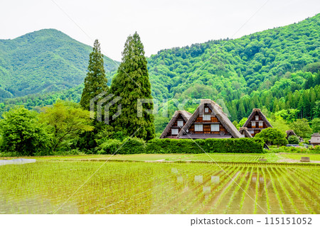 插秧季節的【白川鄉合掌造村/三胞胎】 115151052