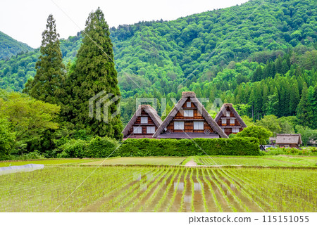 Shirakawa-go Gassho-style Village: Mitsugo during rice planting season 115151055