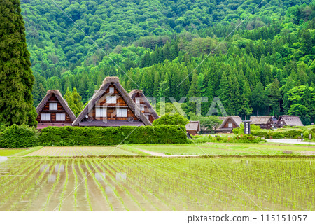 Shirakawa-go Gassho-style Village: Mitsugo during rice planting season 115151057