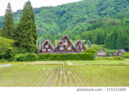 Shirakawa-go Gassho-style Village: Mitsugo during rice planting season Shirakawa-go Gassho-style Village: Mitsugo during rice planting season 115151060