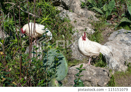 Wild roosters in a city park Wild roosters in a city park 115151079