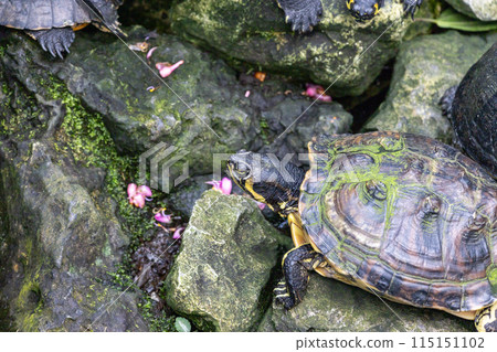 A turtle is standing on a rock near some pink flowers A turtle is standing on a rock near some pink flowers 115151102