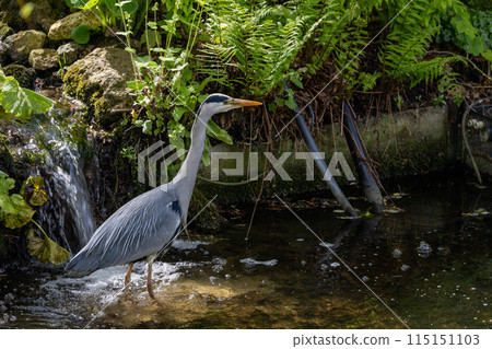 A Great heron is standing in a stream A Great heron is standing in a stream 115151103