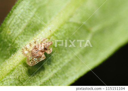 Awadasisou Gum Bai Awadasisou Gum Bai 115151104