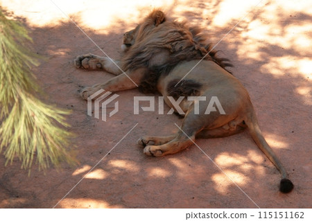 Lion lies in the shade on the sand 115151162