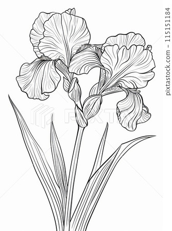 This is a simple line drawing of an iris flower, perfect for coloring pages. This is a simple line drawing of an iris flower, perfect for coloring pages. 115151184