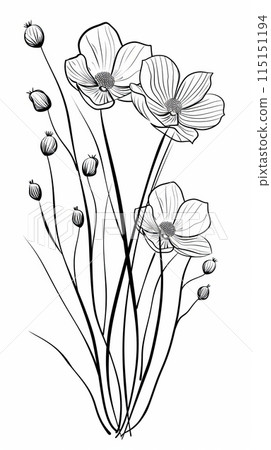A simple line drawing of white clover flowers on a white background. A simple line drawing of white clover flowers on a white background. 115151194