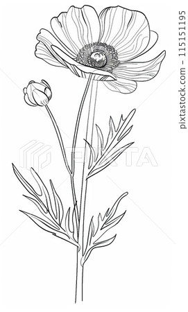 A simple, line drawing of a clover flower on a white background. A simple, line drawing of a clover flower on a white background. 115151195