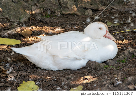 A white goose in Lisbon park A white goose in Lisbon park 115151307