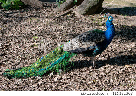 Peacock on the street of the old city. Colorful peacock in a city park, Lisbon 115151308