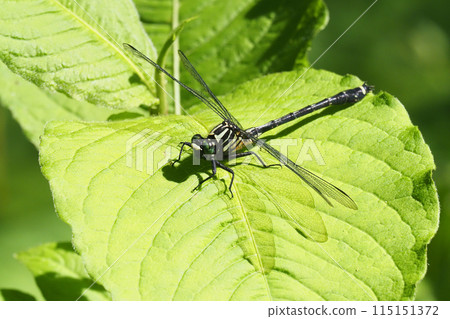 Yamasanae (male) Yamasanae (male) 115151372