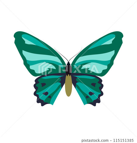 Green and blue butterfly on white background 115151385