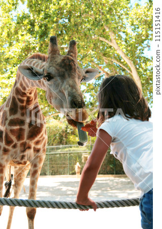 Portrait of a giraffe being fed leaves by a little girl, huge wild animal close up 115151416