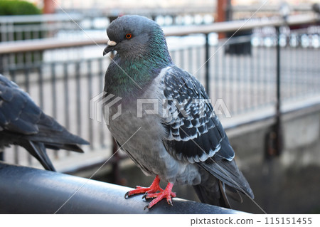 Pigeons sitting on the railing of a bridge 115151455