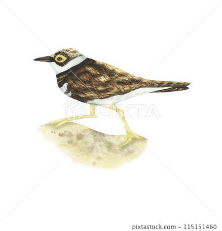 Realistic color scientific illustration of cute Little bird ringed plover (Charadrius dubius) running on the sand shore isolated on white background. Small plover watercolor illustration. Killdeer Set 115151460