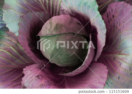 Pink core wild cabbage texture, unusual floral background Pink core wild cabbage texture, unusual floral background 115151609