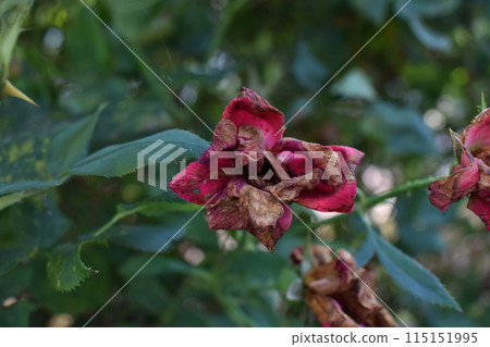 Withering rosehip flowers, fading rose hip buds Withering rosehip flowers, fading rose hip buds 115151995