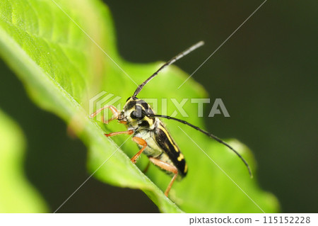 Four-spotted longhorn beetle (female) 115152228