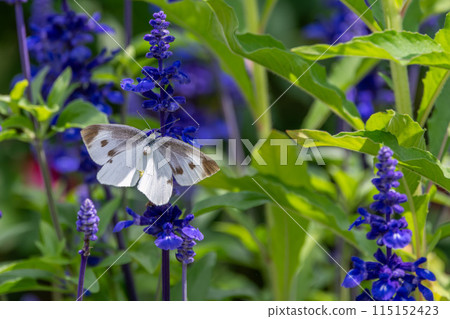 Roses in full bloom at Ibaraki Flower Park 115152423