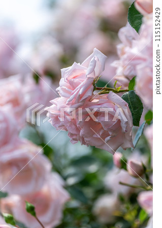 茨城花卉公園玫瑰盛開 115152429