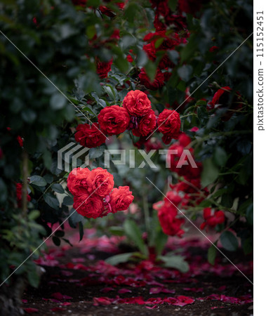 茨城花卉公園玫瑰盛開 115152451